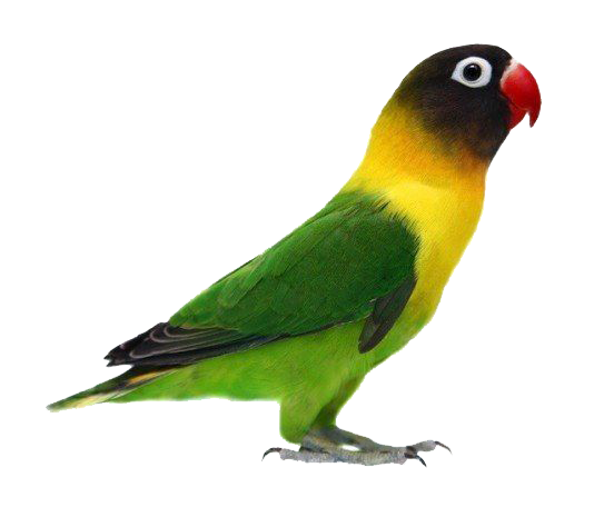 African Love Bird
